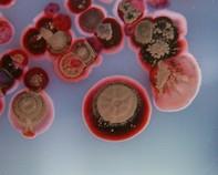 streptomyces streptomyces